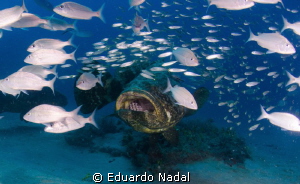 Goliath Grouper by Eduardo Nadal 